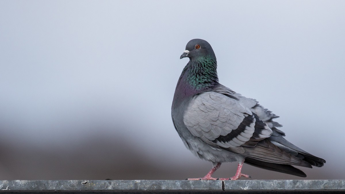 Rock Pigeon (Feral Pigeon) - ML95991671