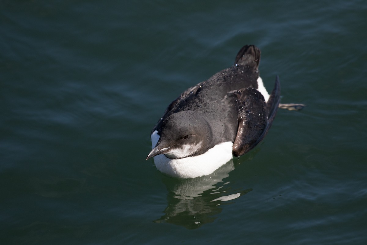 Thick-billed Murre - ML95992521