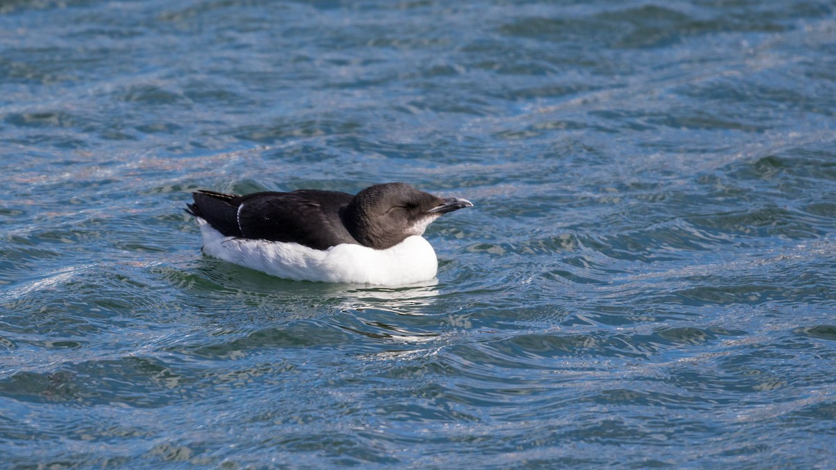 Thick-billed Murre - ML95992531