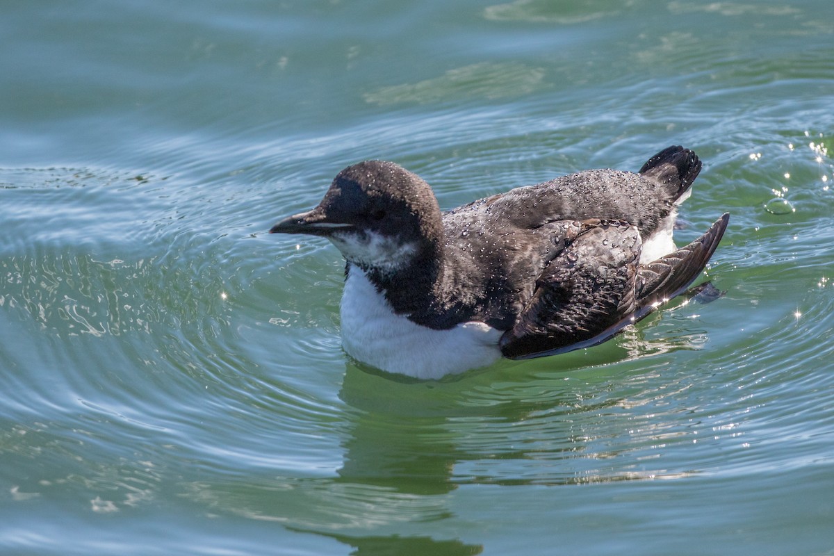 Thick-billed Murre - ML95992581