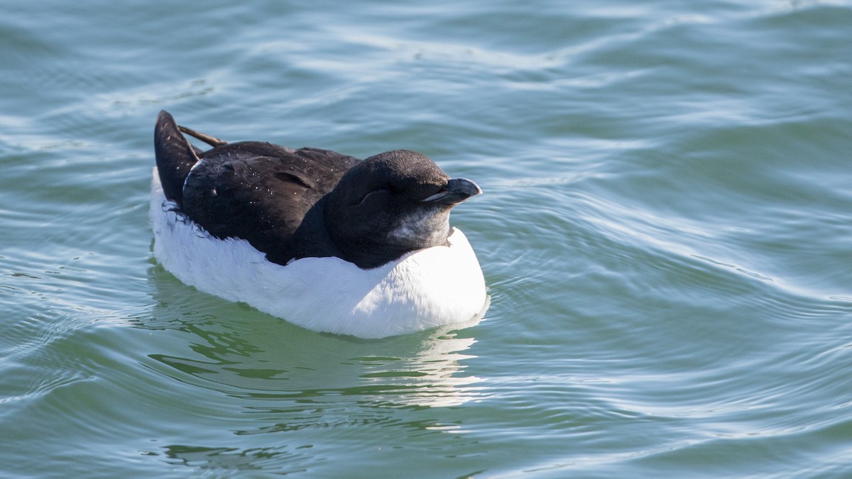 Thick-billed Murre - ML95992661