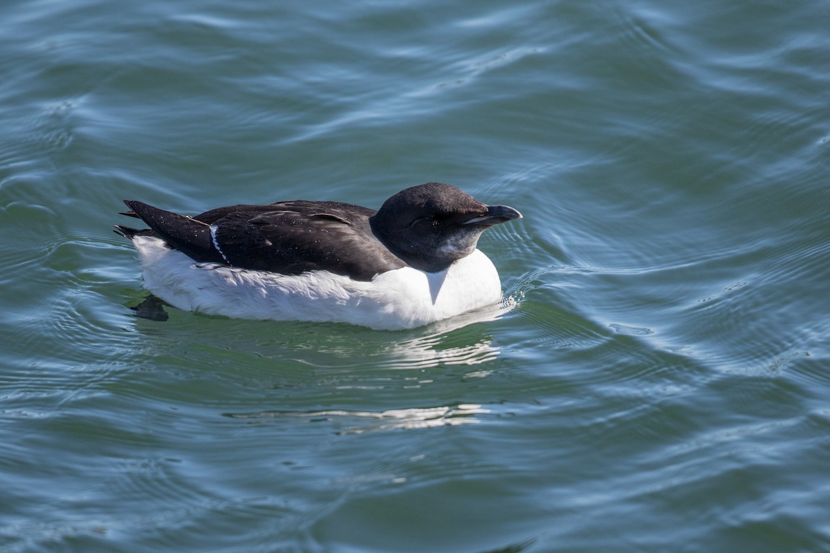 Thick-billed Murre - ML95992681