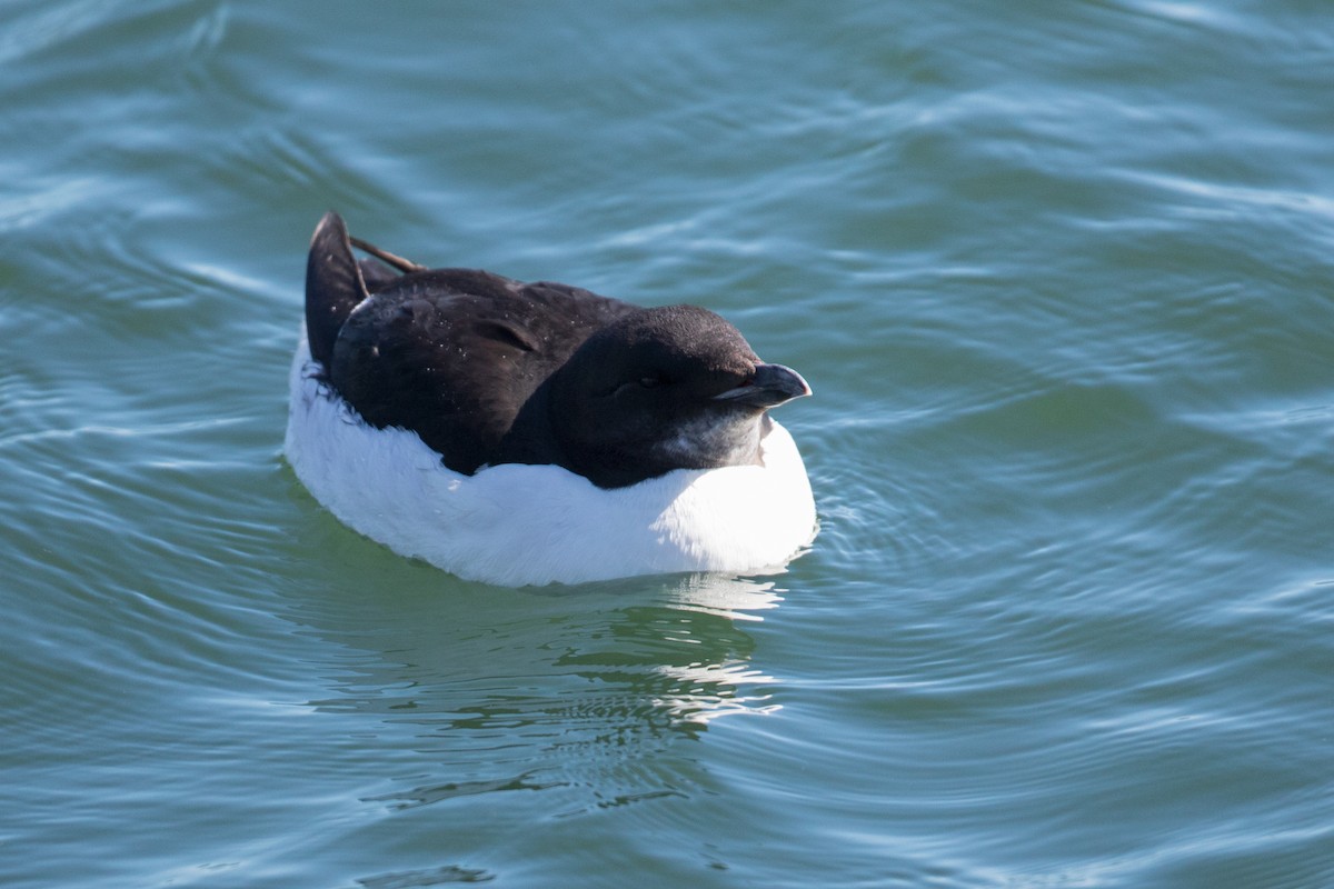 Thick-billed Murre - ML95992691