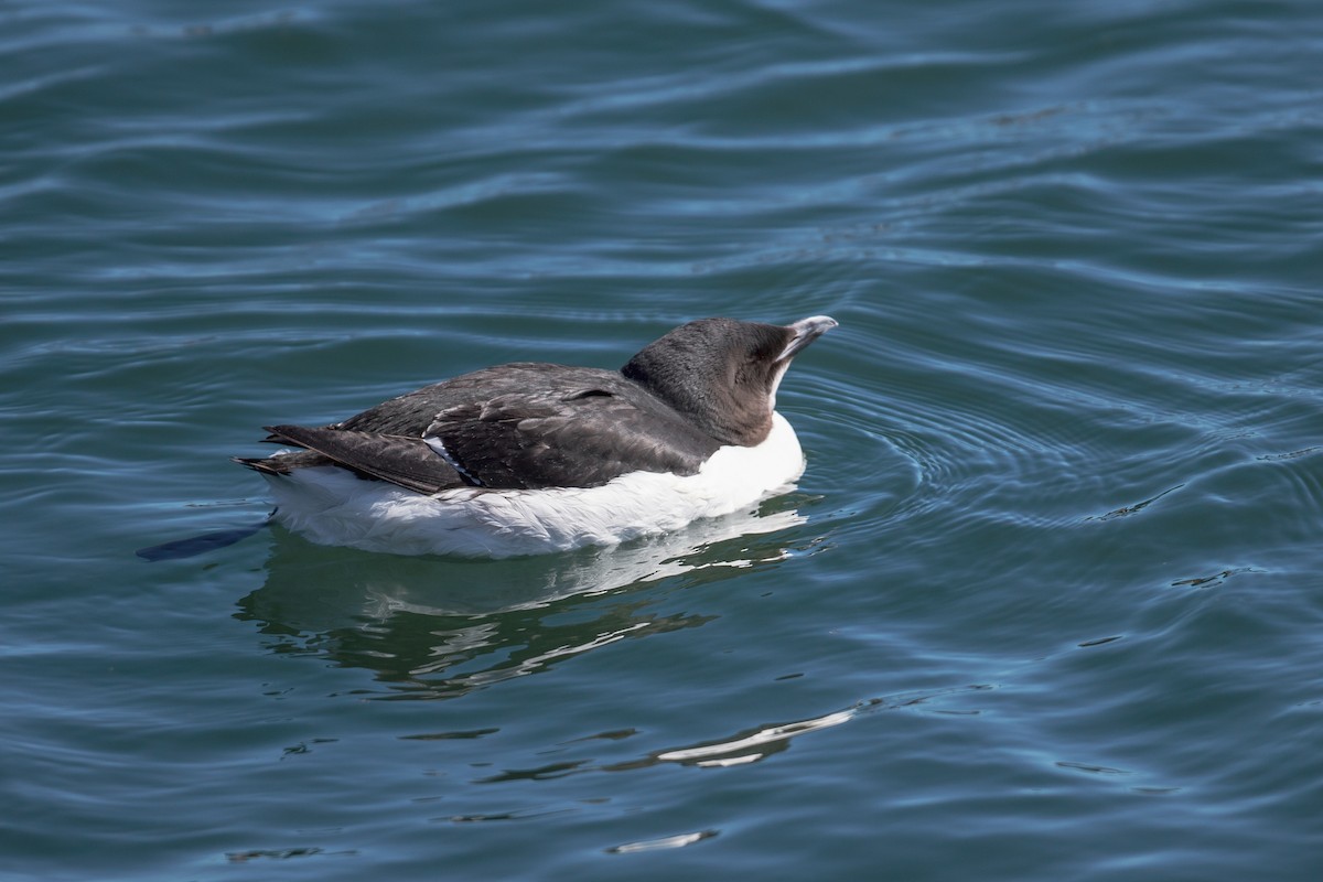 Thick-billed Murre - ML95992721