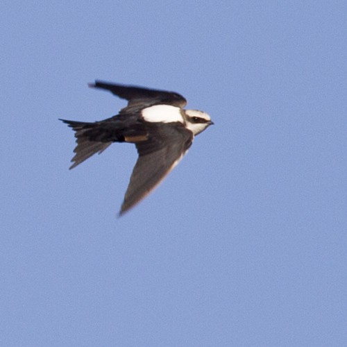 White-backed Swallow - ML95994851