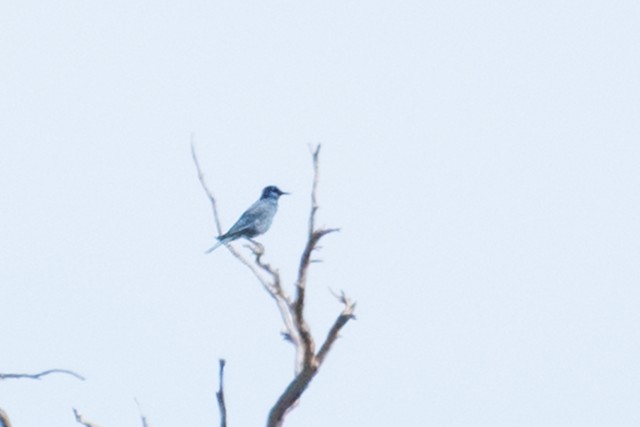 Pinyon Jay