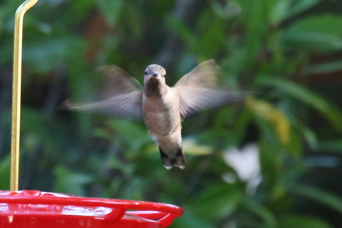 Black-chinned x Anna's Hummingbird (hybrid) - Arman Moreno