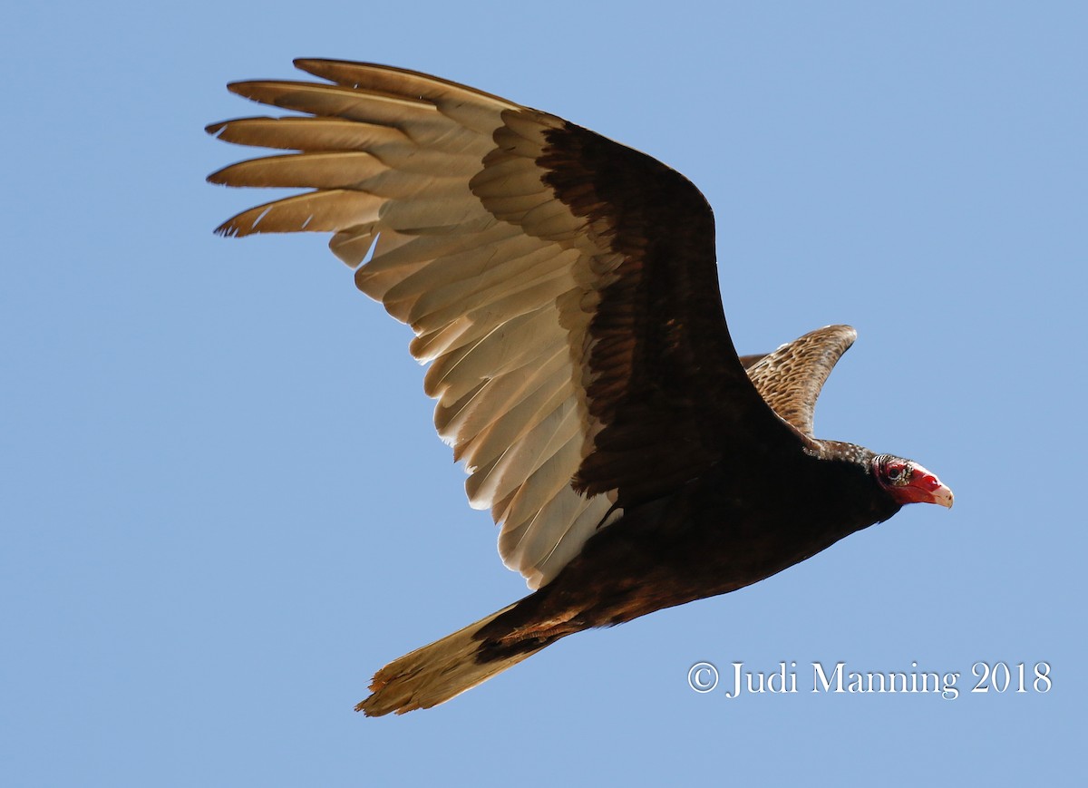 Turkey Vulture - Carl & Judi Manning