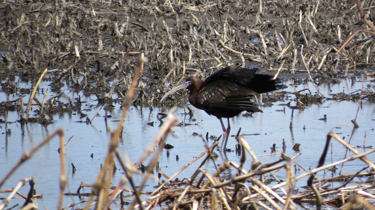 Glossy Ibis - Lewis Young