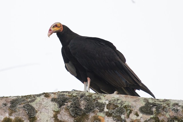 Lesser Yellow-headed Vulture