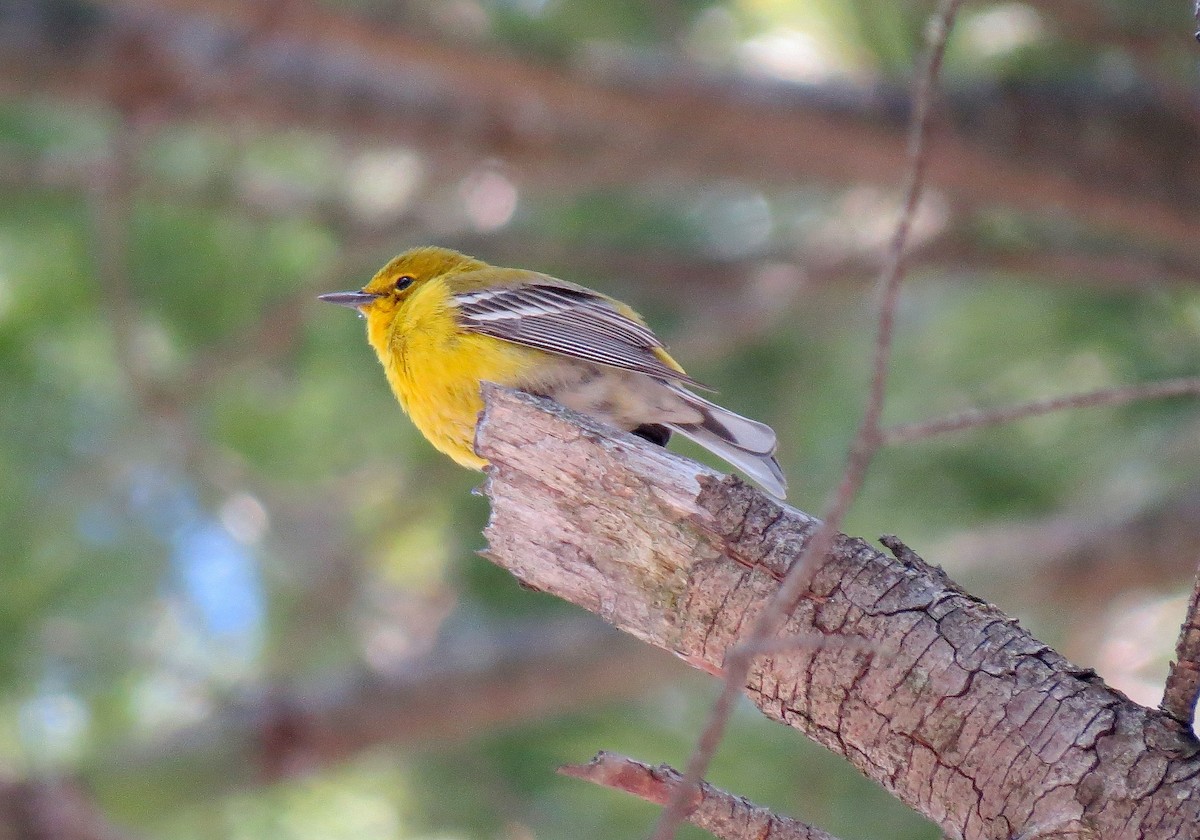 Pine Warbler - Andrew Don