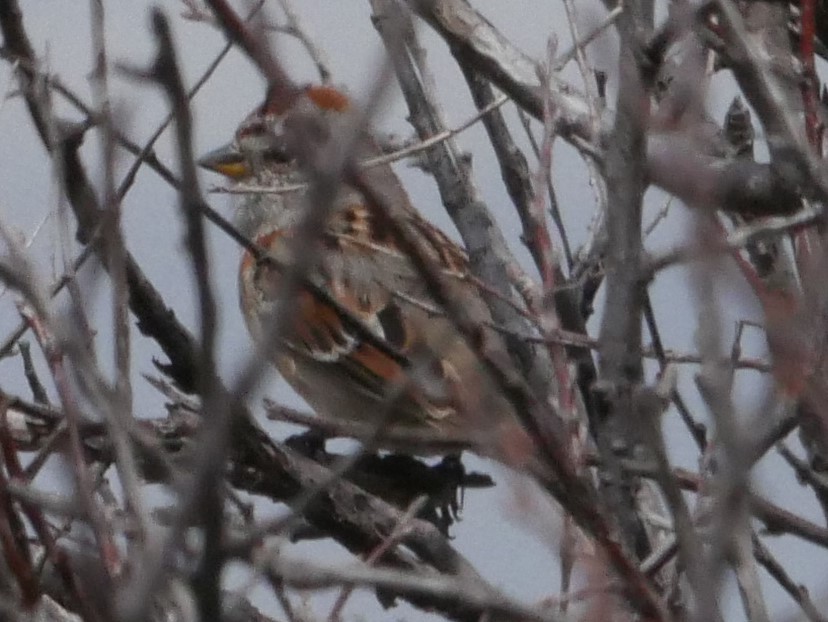 American Tree Sparrow - ML96006421