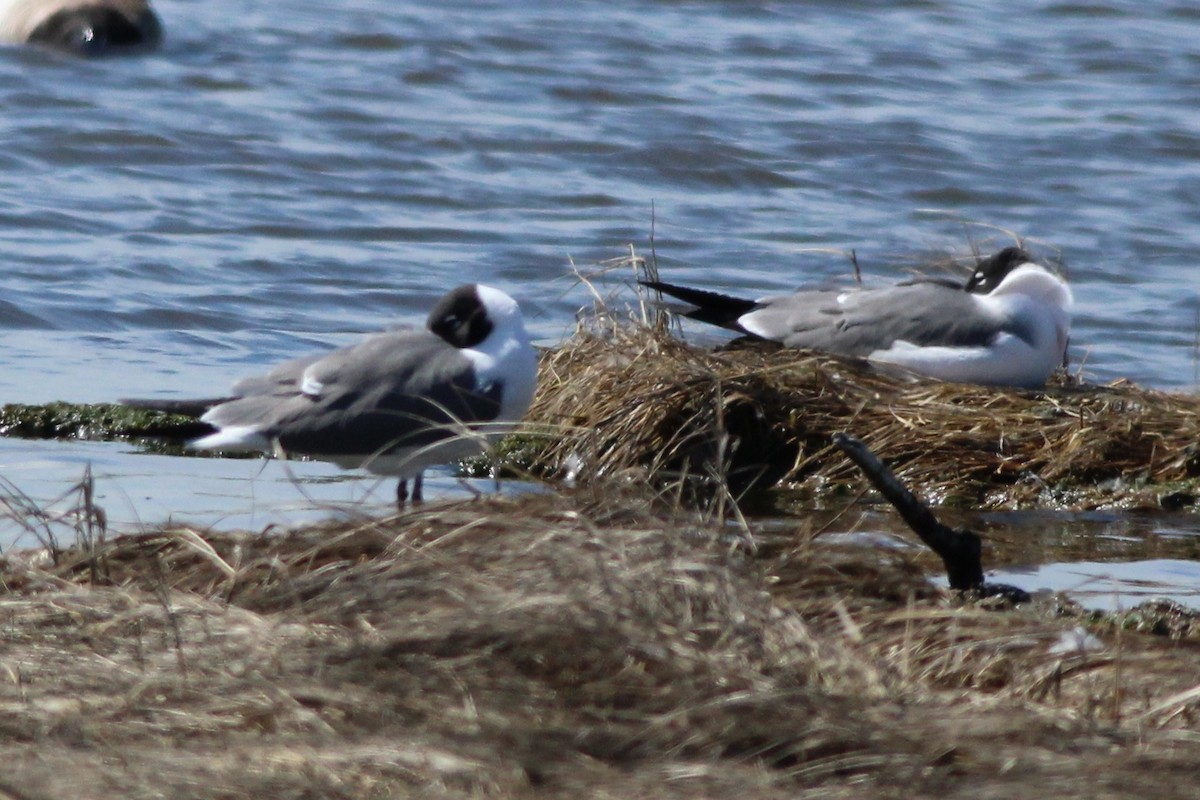 Laughing Gull - Sequoia Wrens