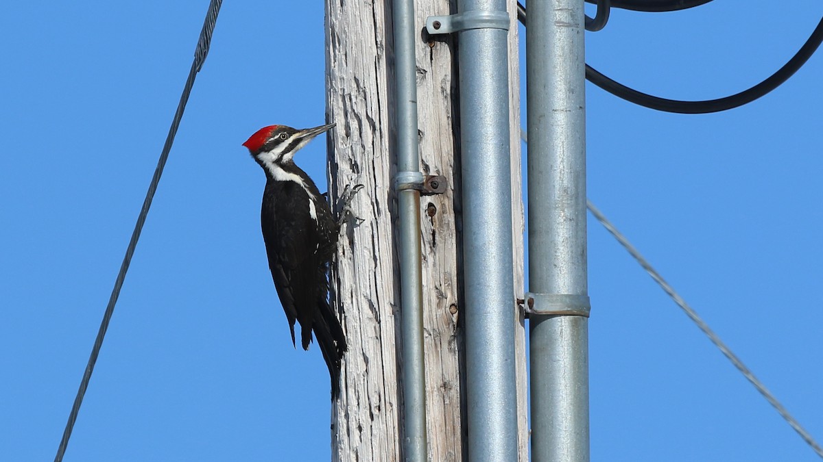 Pileated Woodpecker - ML96008251