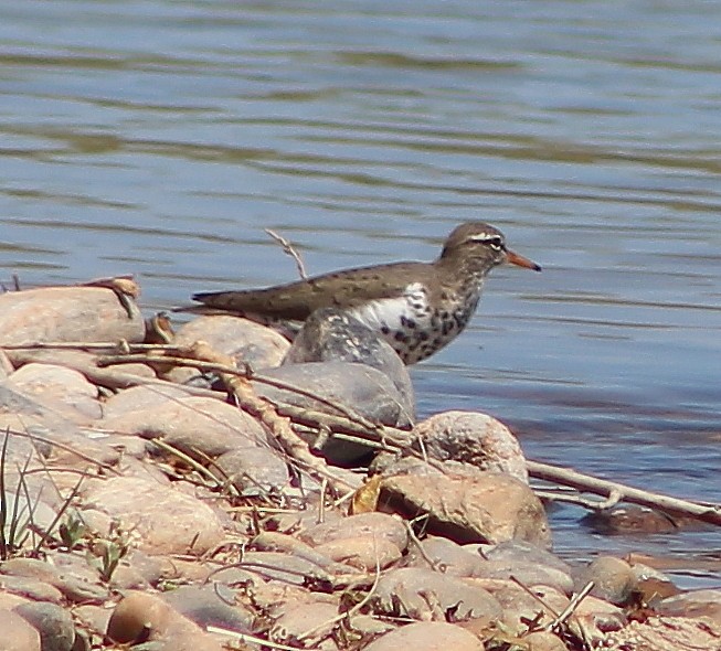 Spotted Sandpiper - alison rodgers