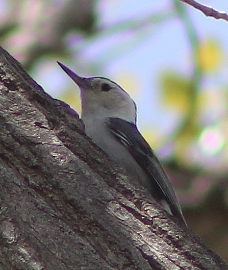 White-breasted Nuthatch - alison rodgers