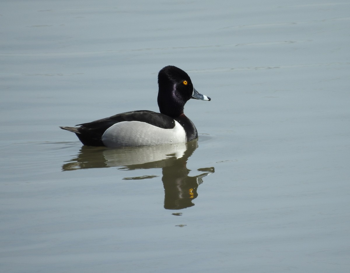Ring-necked Duck - ML96010161