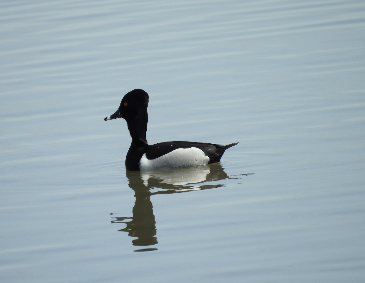Ring-necked Duck - ML96010231