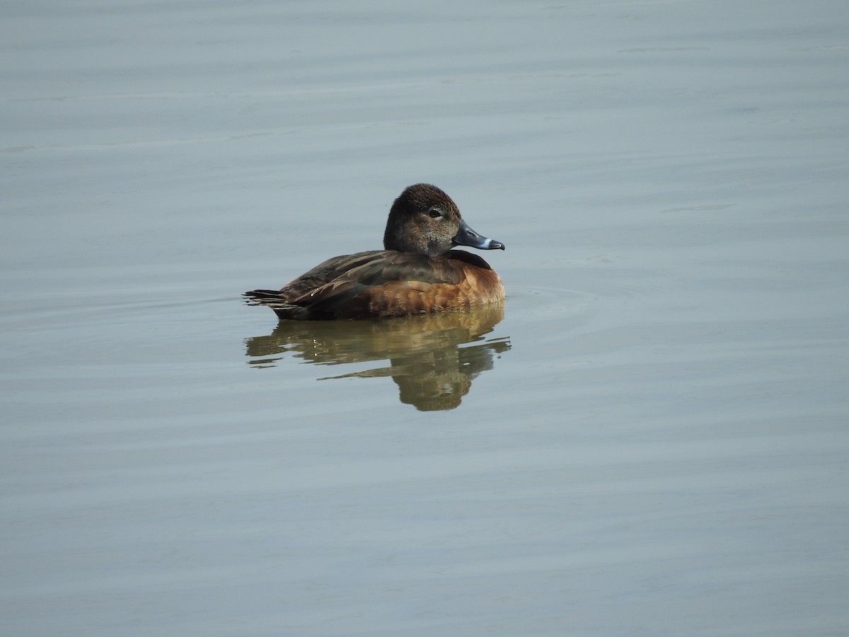 Ring-necked Duck - ML96010321