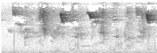 Колібрі-шаблекрил юкатанський (підвид excellens) - ML96011861