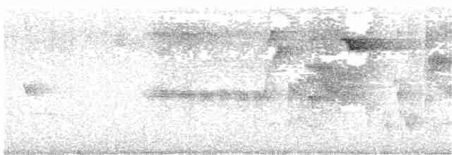 Колібрі-шаблекрил юкатанський (підвид excellens) - ML96011881