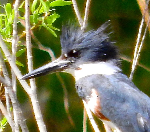 Belted Kingfisher - ML96013711
