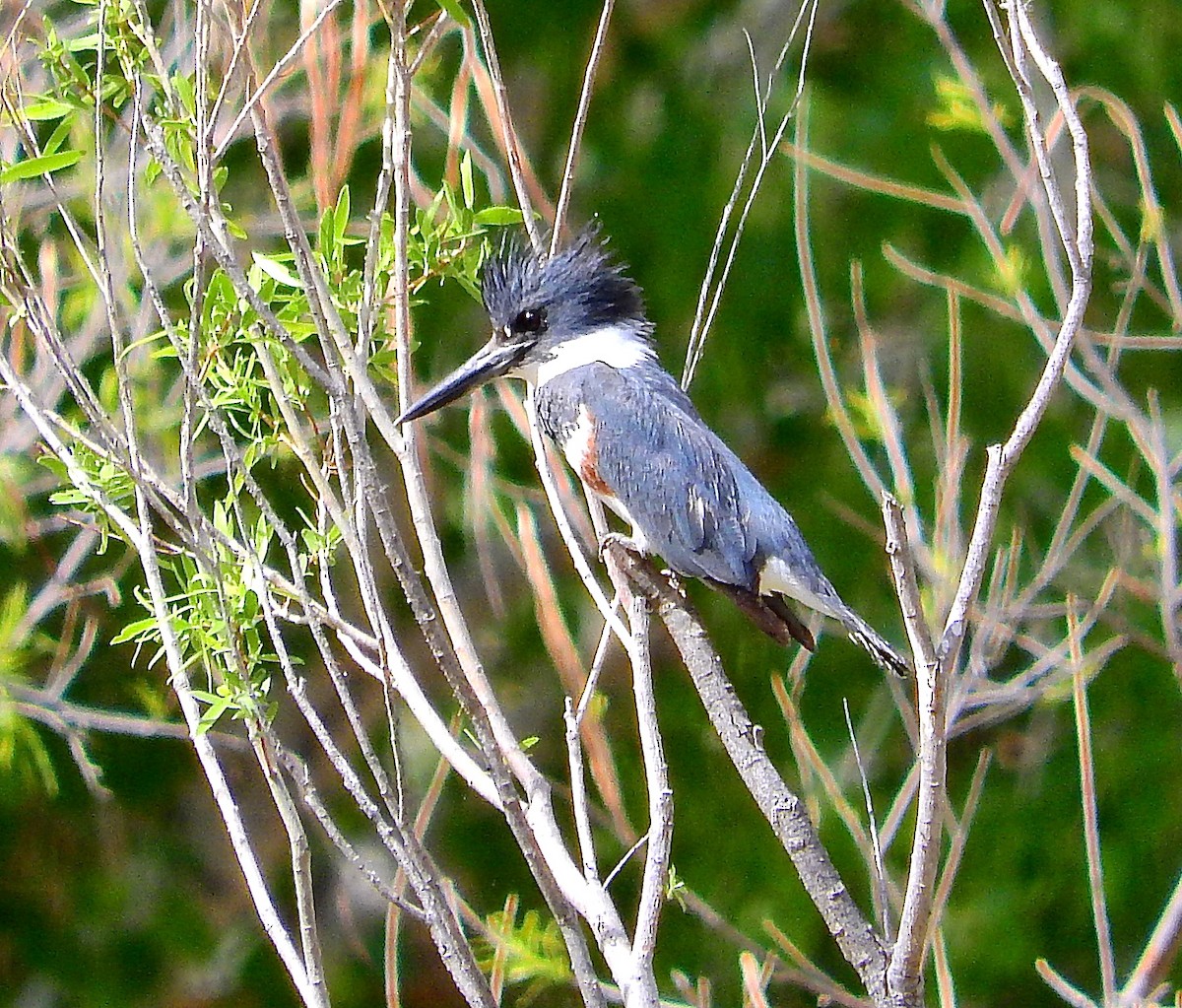 Belted Kingfisher - mark cavallo