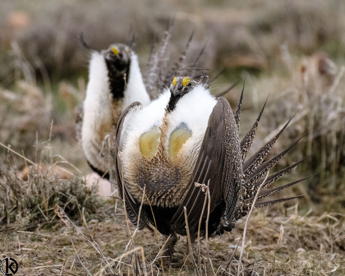Greater Sage-Grouse - ML96015521