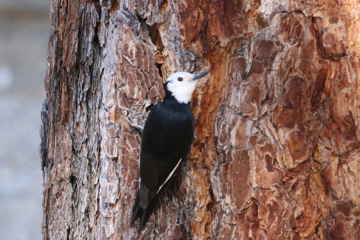 White-headed Woodpecker - Manuel Duran