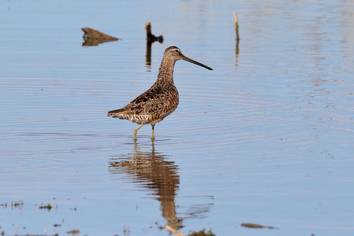Long-billed Dowitcher - ML96017581