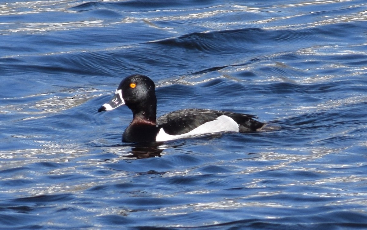 Ring-necked Duck - ML96018541
