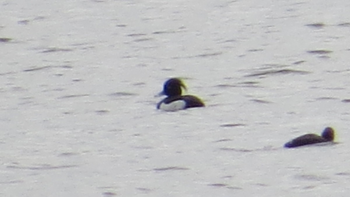 Tufted Duck - ML96020221