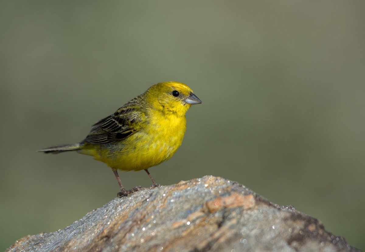 Stripe-tailed Yellow-Finch - Kassius Santos