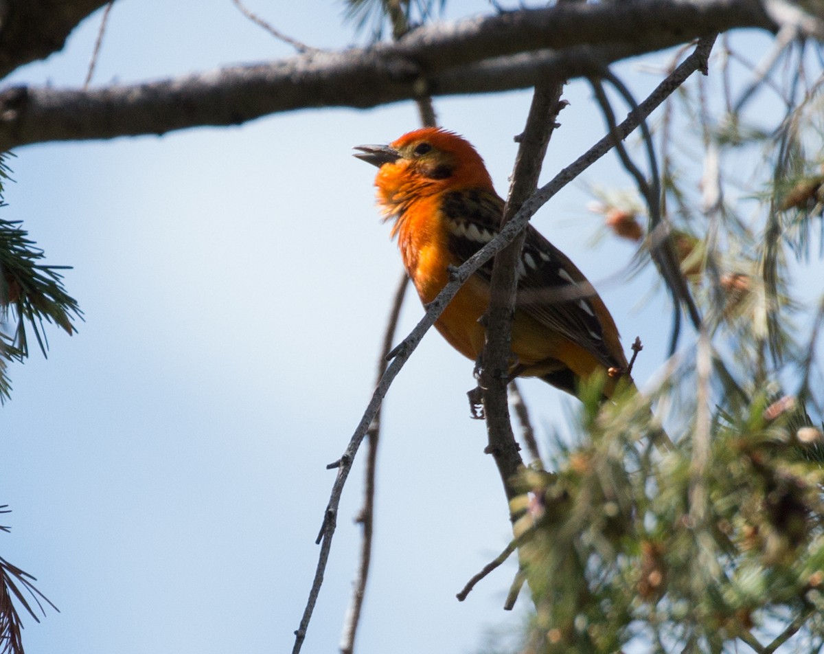 Flame-colored Tanager - Andy Boyce