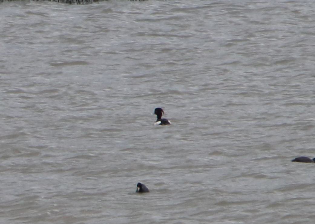 Tufted Duck - ML96023791