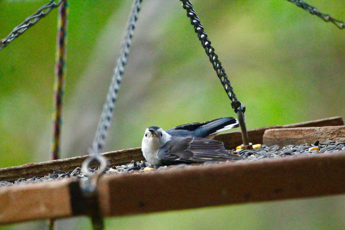 White-breasted Nuthatch (Interior West) - ML96024381