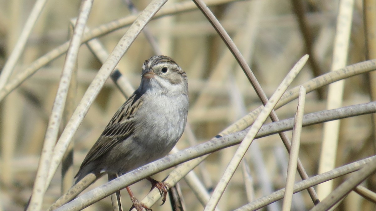 Brewer's Sparrow - Mike Hearell