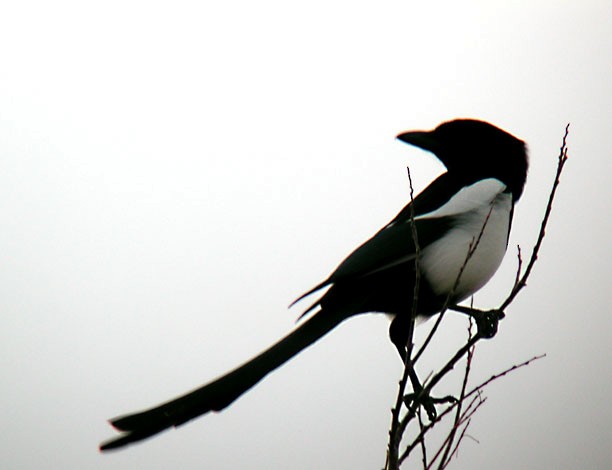 Black-billed Magpie - Van Truan