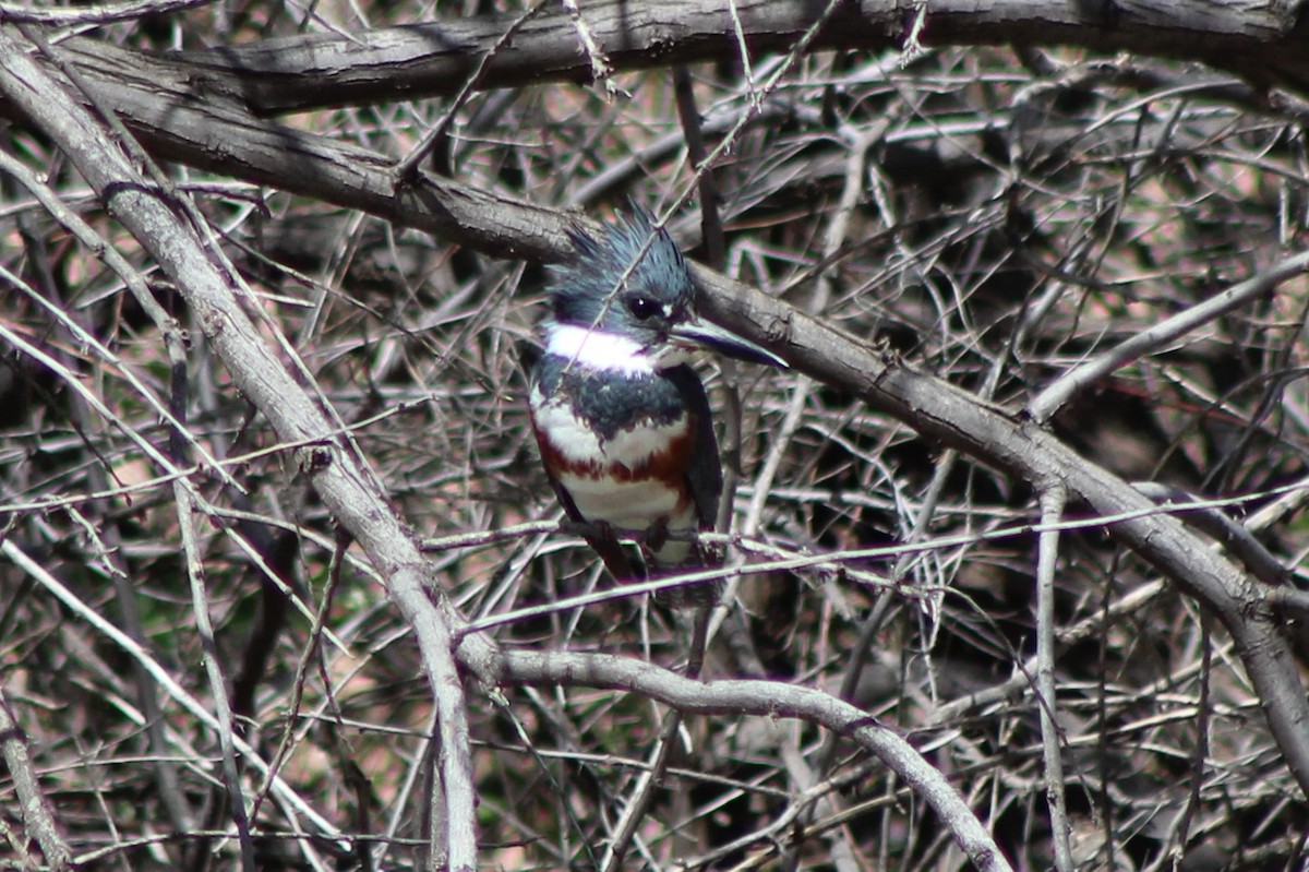 Belted Kingfisher - ML96029581