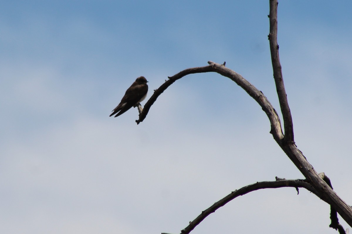 Northern Rough-winged Swallow - ML96030071