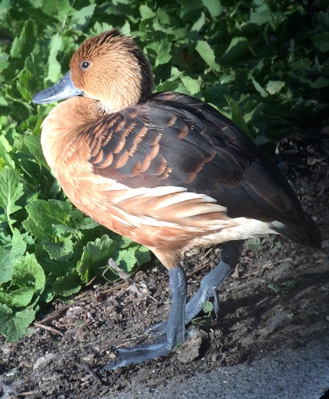Fulvous Whistling-Duck - Justyn Stahl