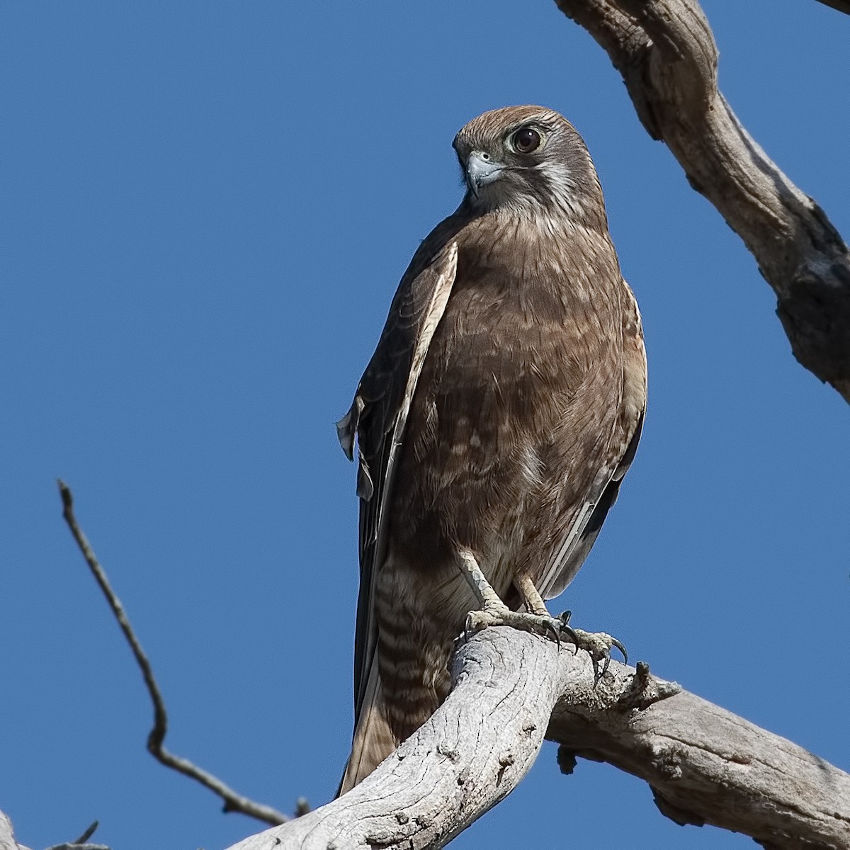 Brown Falcon - Cedric Bear