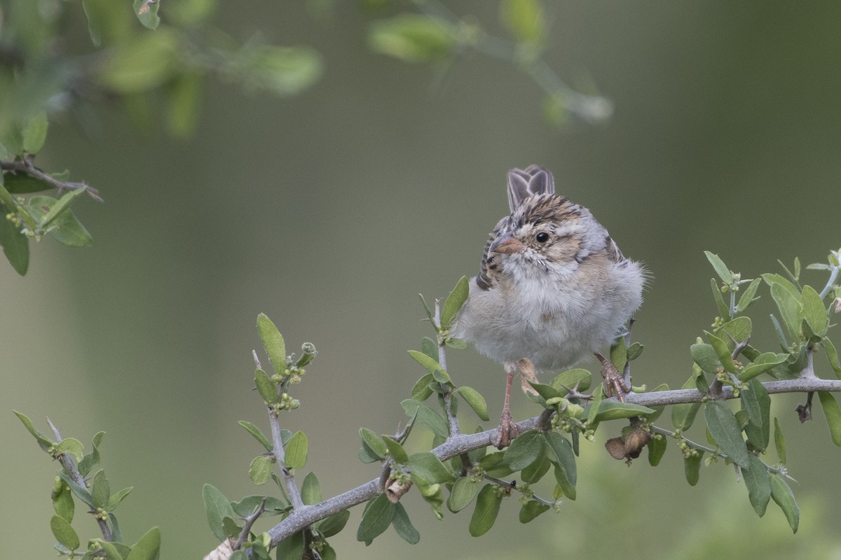 Clay-colored Sparrow - ML96031511