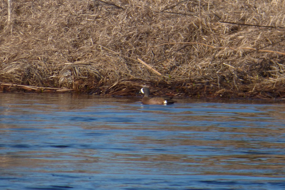 Blue-winged Teal - ML96031891