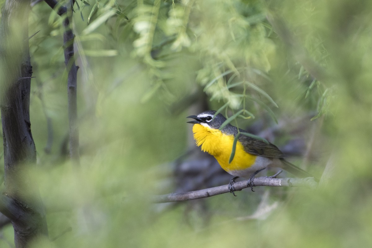 Yellow-breasted Chat - ML96032171