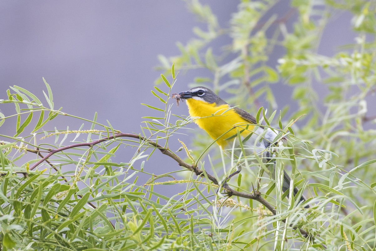 Yellow-breasted Chat - ML96032221