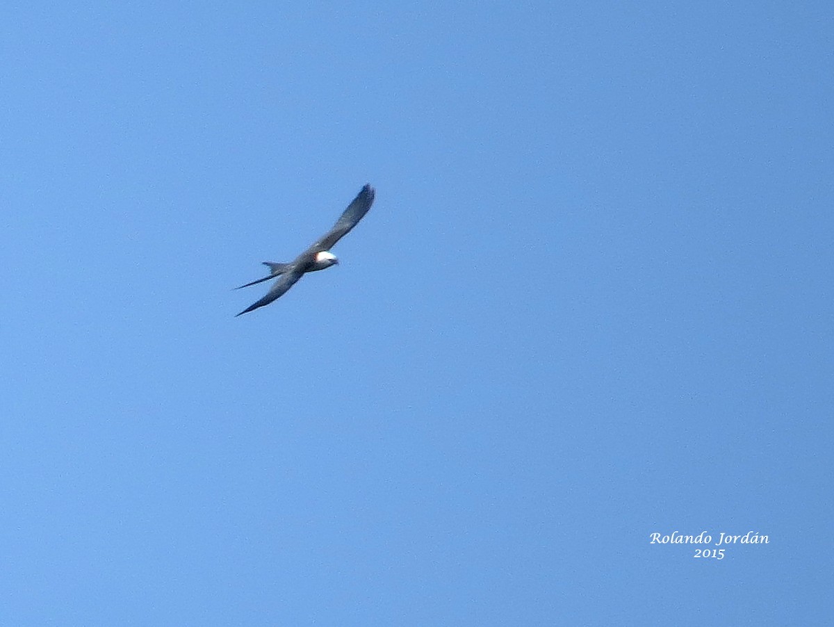 Swallow-tailed Kite - Rolando Jordan