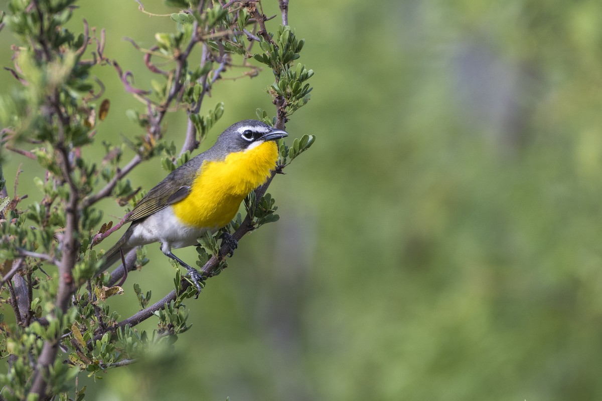 Yellow-breasted Chat - Bryan Calk