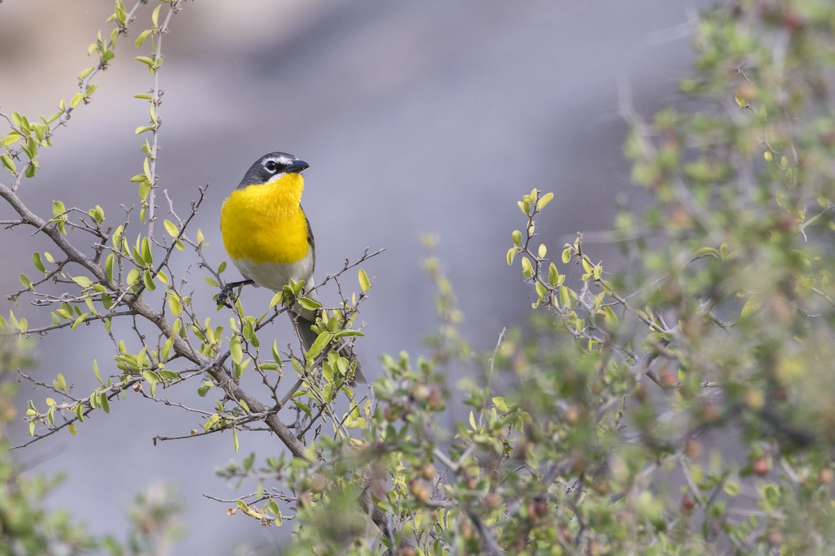 Yellow-breasted Chat - ML96032531