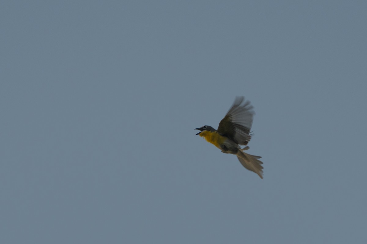 Yellow-breasted Chat - ML96032581